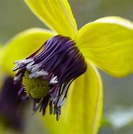 Image result for Clematis Golden Tiara