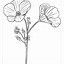 Image result for California Poppy Coloring Page