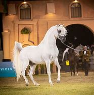 Image result for Arabian Horse Racing Art