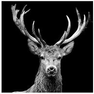 Image result for Deer Black and White Photography
