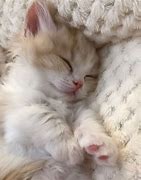 Image result for Cute Baby Yellow Fluffy Kittens