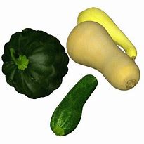 Image result for Squash Vegetable Clip Art