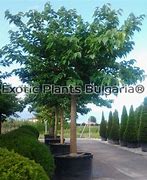 Image result for Morus platanifolia