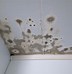 Image result for Roof Leaks in Bucket