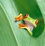 Image result for Cute Frog Profile Pic