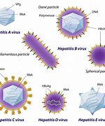 Image result for Difference Between Hepatitis A B and C