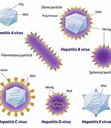 Image result for Different Types of Hepatitis