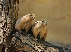Image result for Two Bumps On a Log Meme