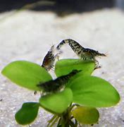 Image result for Freshwater Tiger Shrimp