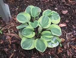 Image result for Hosta Frosted Mouse Ears