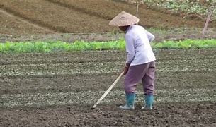 Image result for Poljoprivreda U Kini