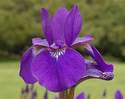 Image result for Cherry Fling Siberian Iris
