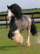 Image result for Blue Gypsy Vanner Horses
