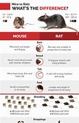 Image result for Rat vs Mouse Size
