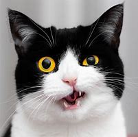 Image result for Cat Making Face