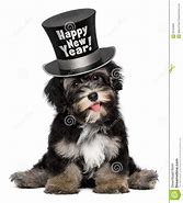 Image result for New Year Dog Hat