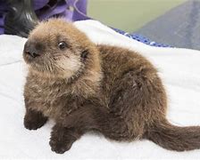Image result for Pet Sea Otter