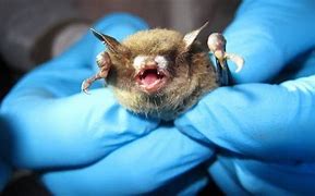 Image result for Insect Bat