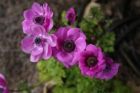 Image result for Anemone coronaria Admiral