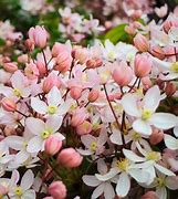 Image result for Clematis Apple Blossom