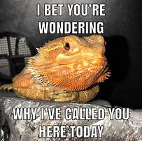 Image result for lizards meme