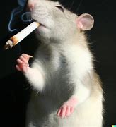 Image result for A Rat Holding a Metal Pipe Meme