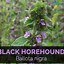 Image result for Horehound Drawing