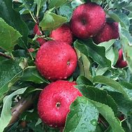 Image result for New Zealand Royal Gala Apple