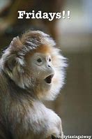 Image result for Happy Friday Monkey