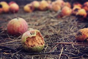 Image result for A Rotten Apple