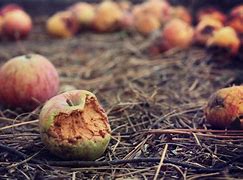 Image result for Rotten Apple Good