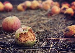 Image result for Rotten Apple Head