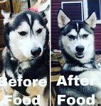 Image result for Cute Funny Husky Memes