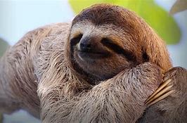 Image result for Bing Sloth Wallpaper