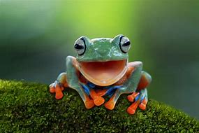 Image result for Smiling Blue Tree Frog