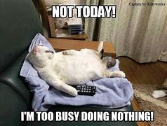Image result for busy cats memes