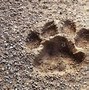Image result for Leopard and Cheetah Print