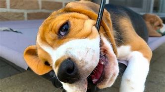 Image result for Cute Funny Beagle Puppies