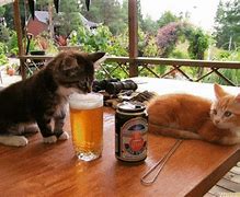 Image result for Dog Beer Meme