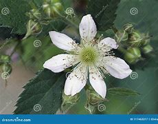 Image result for White BlackBerry Flower