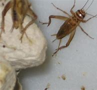 Image result for Where Crickets Live