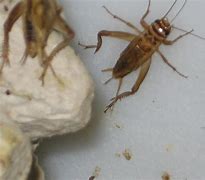 Image result for Where Do Crickets Live