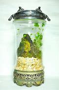 Image result for Types of Moss for Terrariums
