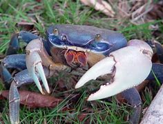 Image result for Florida Blue Crab