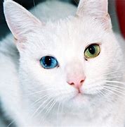 Image result for Seeing Eye Cat
