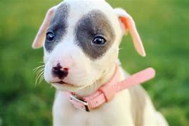 Image result for Pitbull Babies