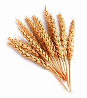 Image result for Wheat with White Background