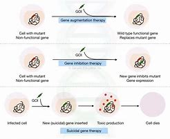 Image result for Different Types of Gene Therapy