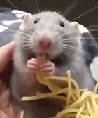 Image result for Rat Eating MNM Meme
