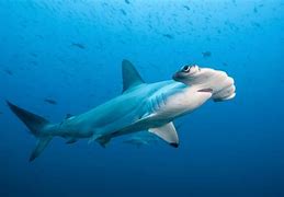 Image result for Hammerhead Shark Migration